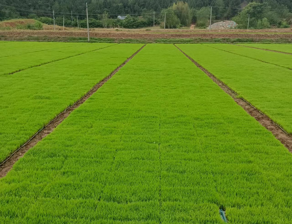 四川水稻育苗基质的主要优势